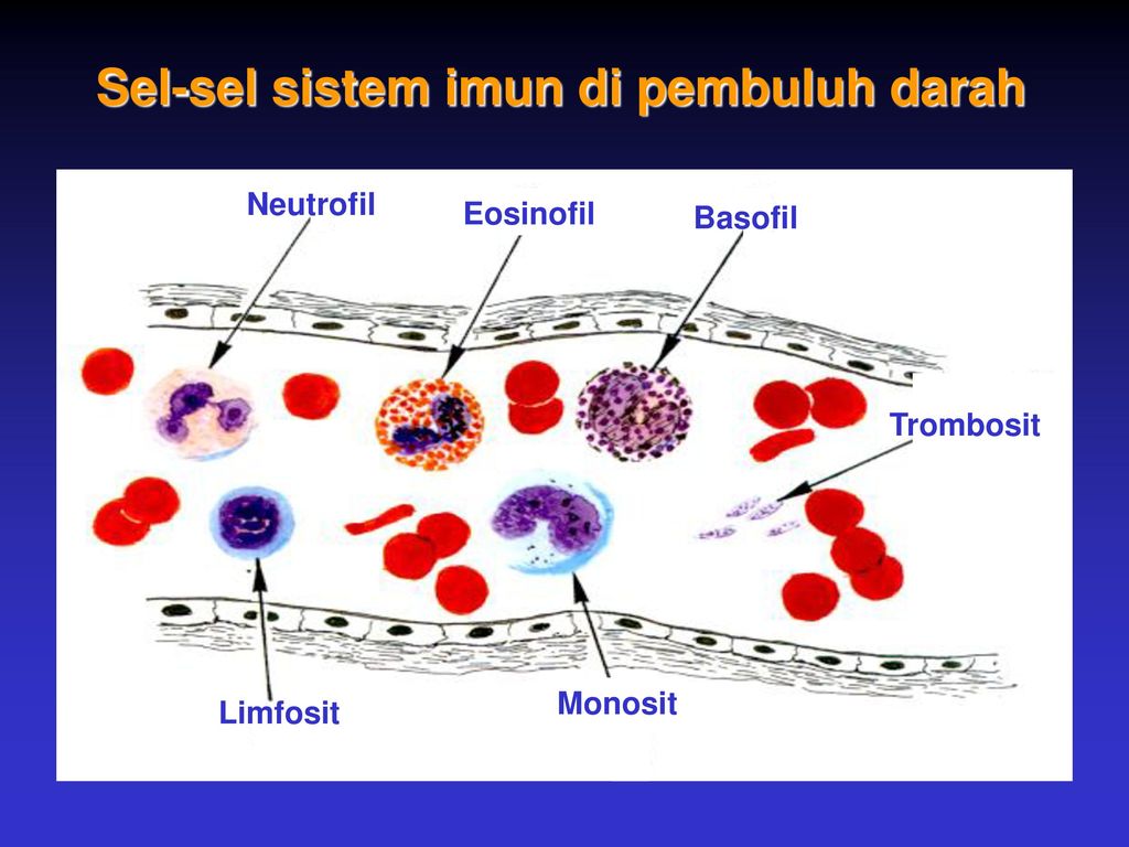 Neutrofils baixos i limfocits alts